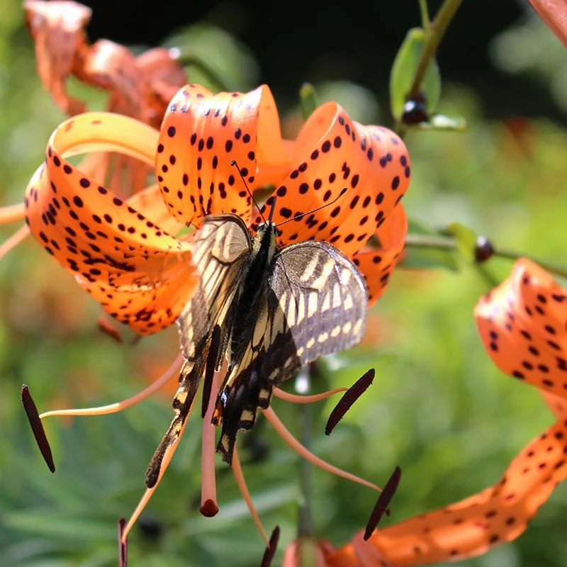 Orange Tiger Lily - Image 2