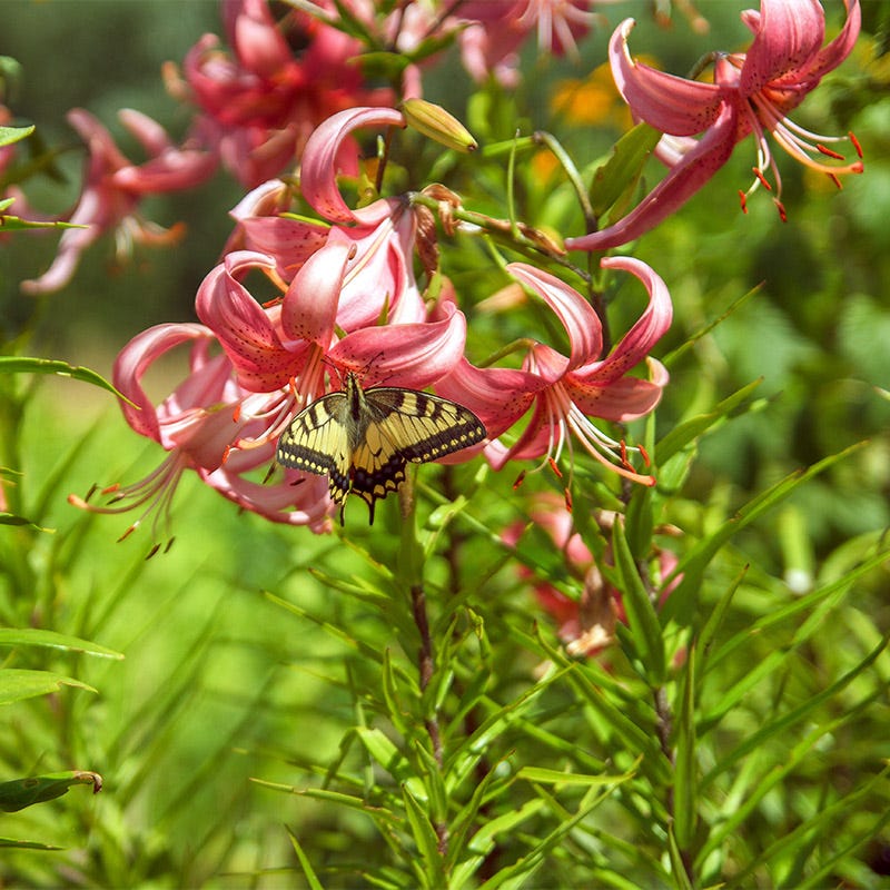 Pink Tiger Lily Bulbs - Image 3