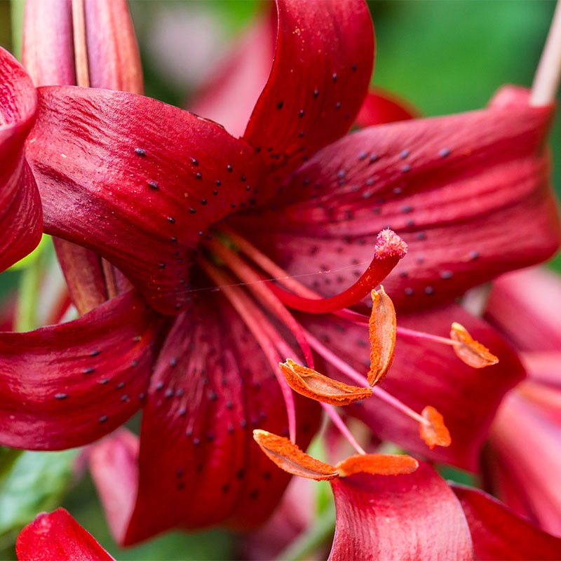 Red Tiger Lily Bulbs - Image 2