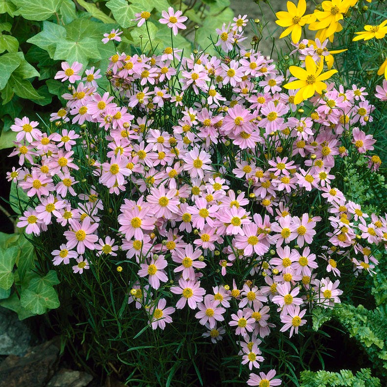 Tranquil Beauty Curb Appeal Pre-Planned Garden - Image 9