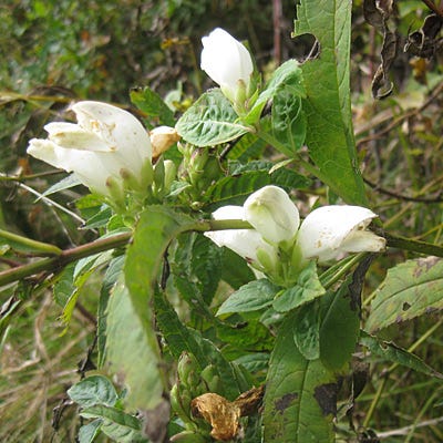 White Turtlehead Seeds - Image 3
