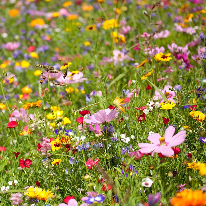 Value Bulk Wildflower Seed Mix - Image 7
