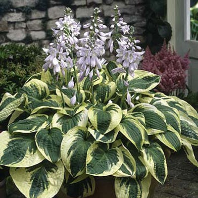 Vibrant Shade Pre-Planned Garden - Large - Image 14