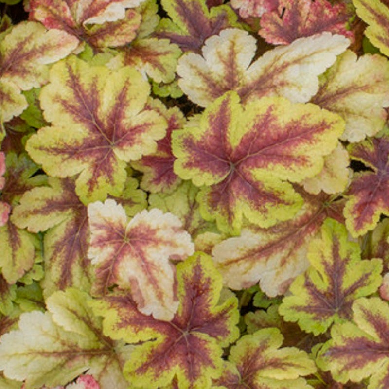 Vibrant Shade Pre-Planned Garden - Large - Image 8