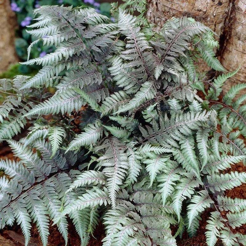 Vibrant Shade Pre-Planned Garden - Small - Image 11