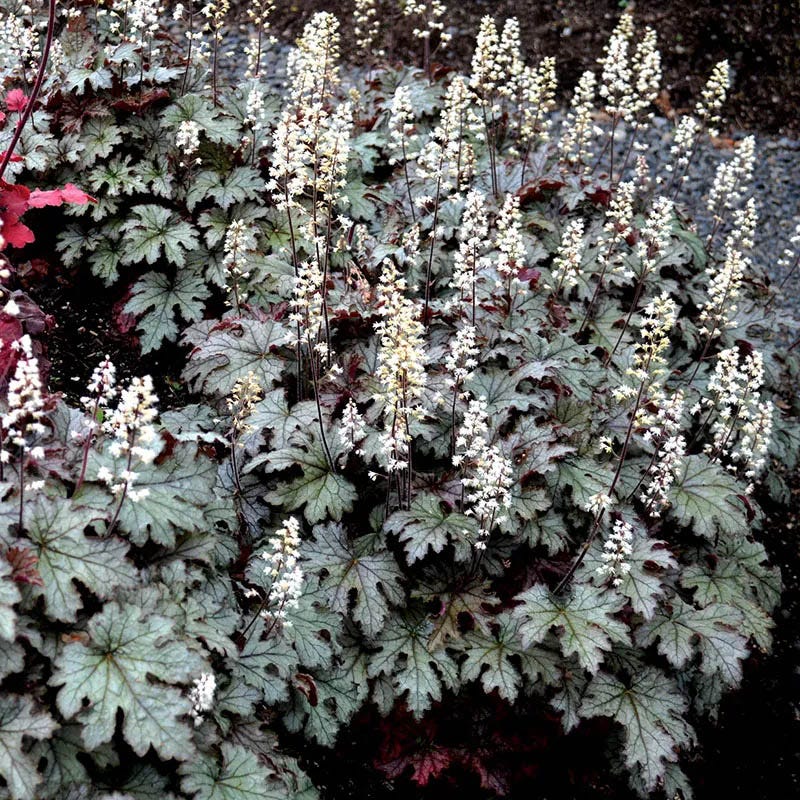 Vibrant Shade Pre-Planned Garden - Small - Image 6