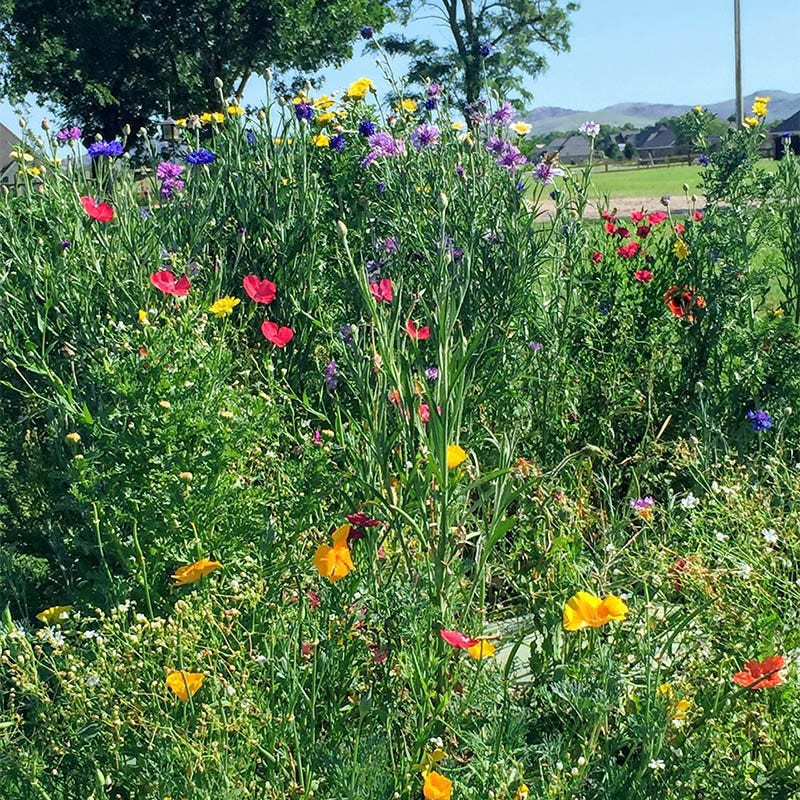 Virginia Select Wildflower Seed Mix - Image 2