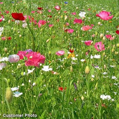 A Walk in God's Garden Seed Packet - Image 3