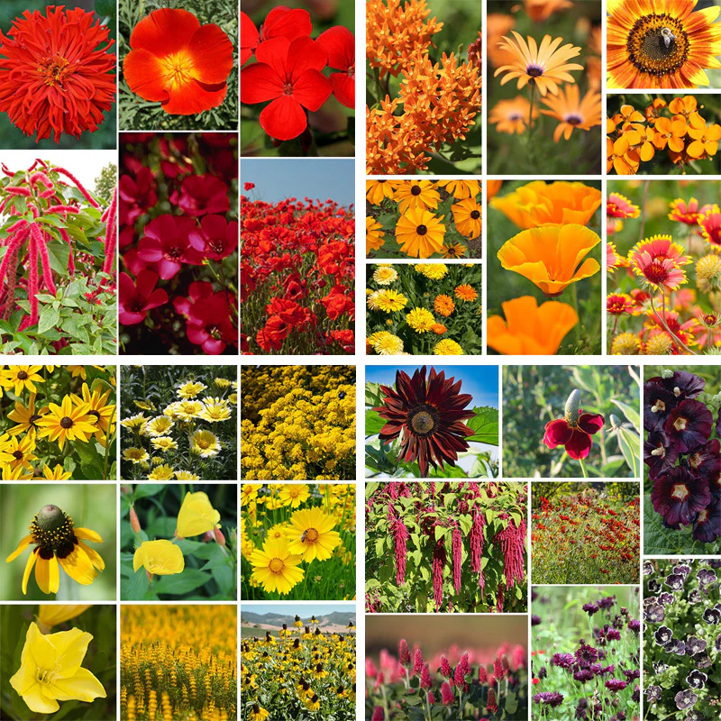 Warm Colors Wildflower Seed Patchwork
