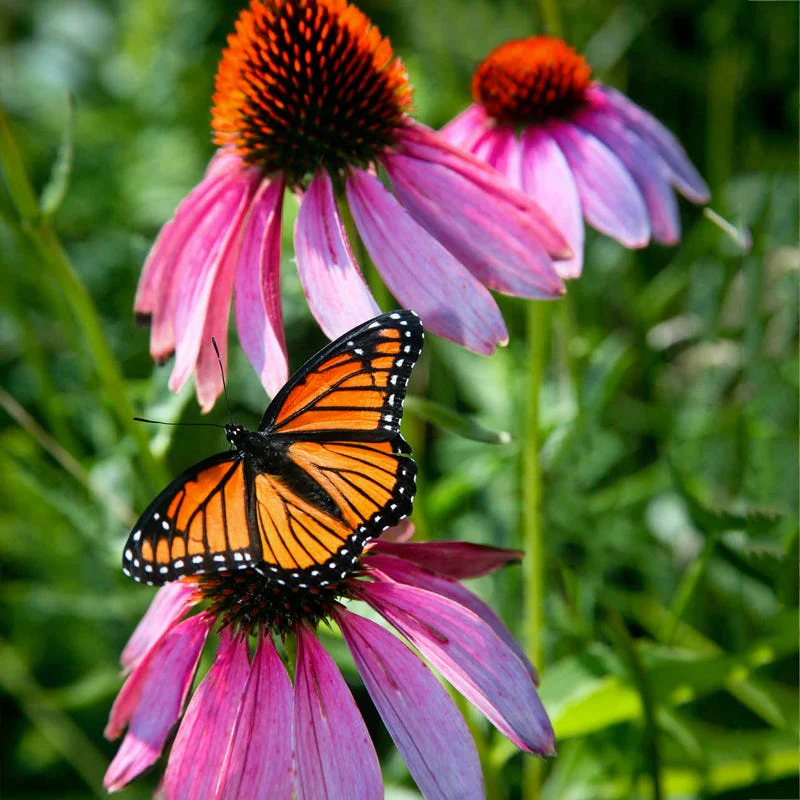 Western Pollinator Wildflower Seed Mix - Image 2
