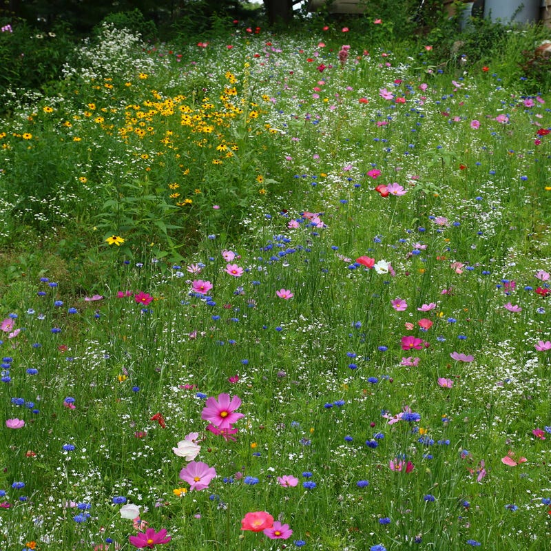 Western Pollinator Wildflower Seed Mix - Image 3