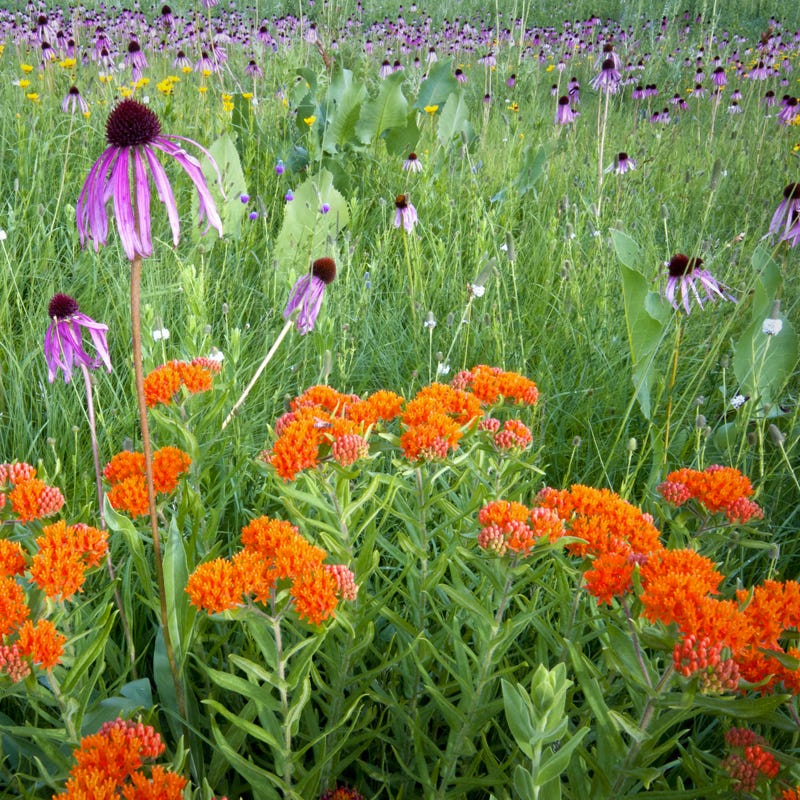 Western Pollinator Wildflower Seed Mix - Image 9