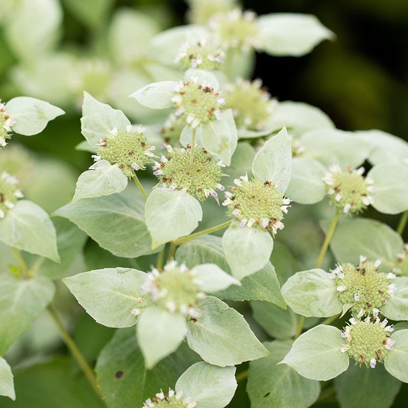 Whimsical Pre-Planned Garden - Image 11