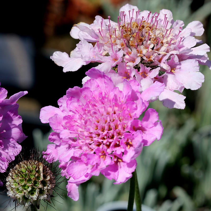 Whimsical Pre-Planned Garden - Image 8