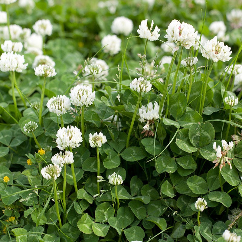 White Clover Seeds - Image 2