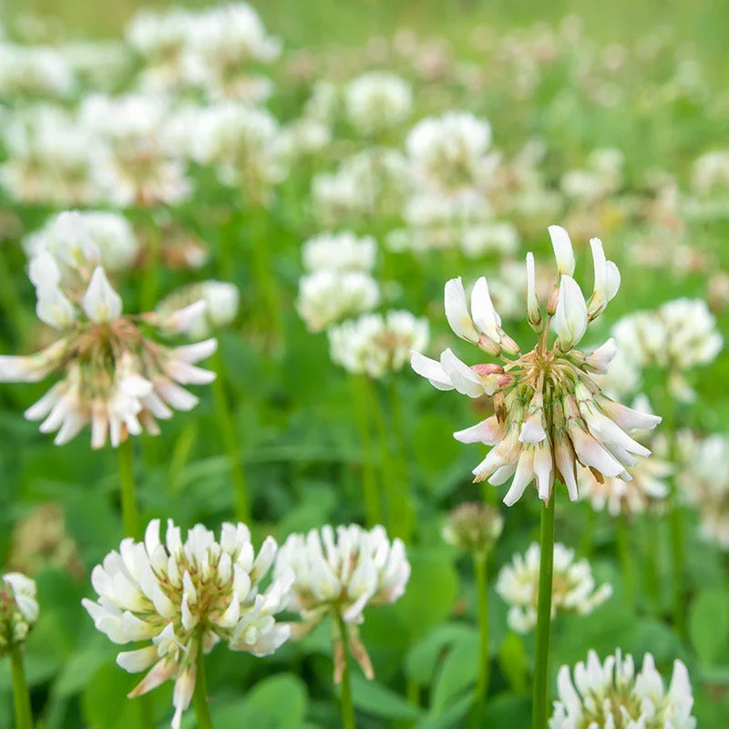 White Clover Seeds - Image 3