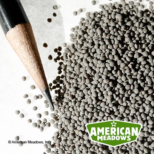 White Clover Seeds - Image 7