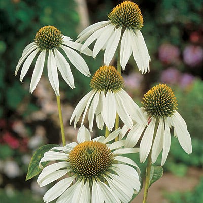 Alba White Coneflower Seeds - Image 2