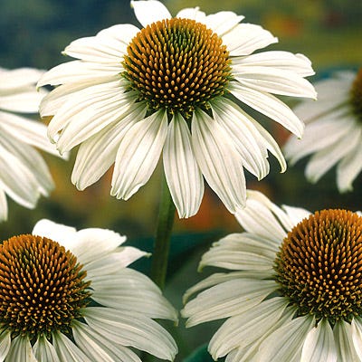 Alba White Coneflower Seeds - Image 3