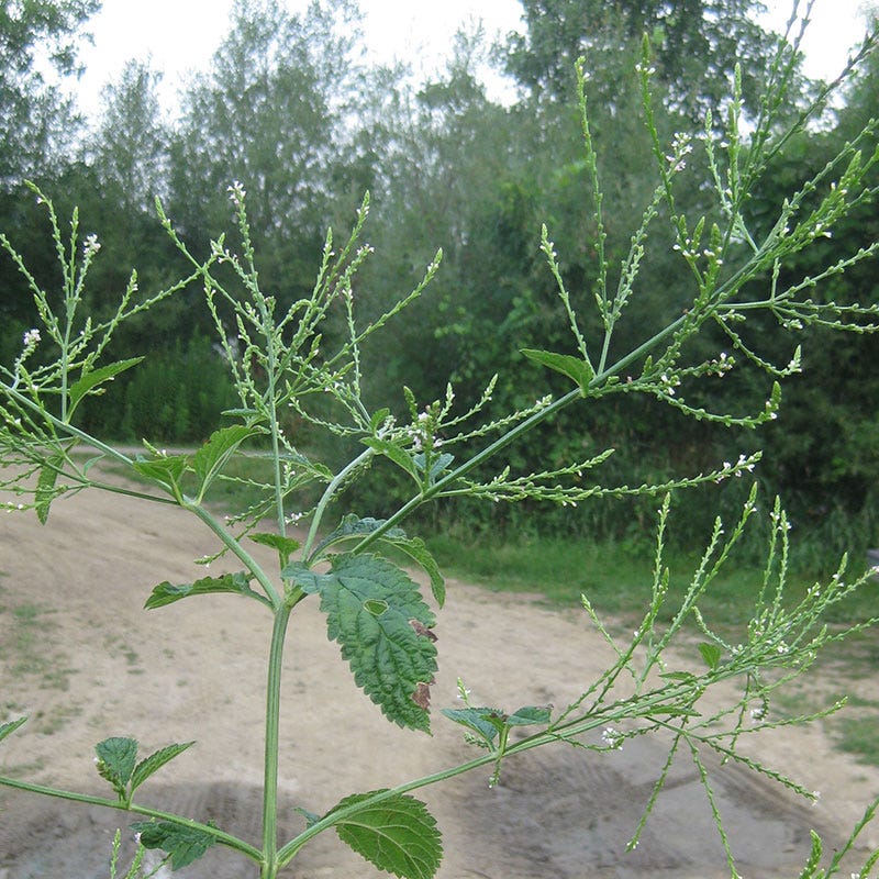 White Vervain Seeds - Image 2