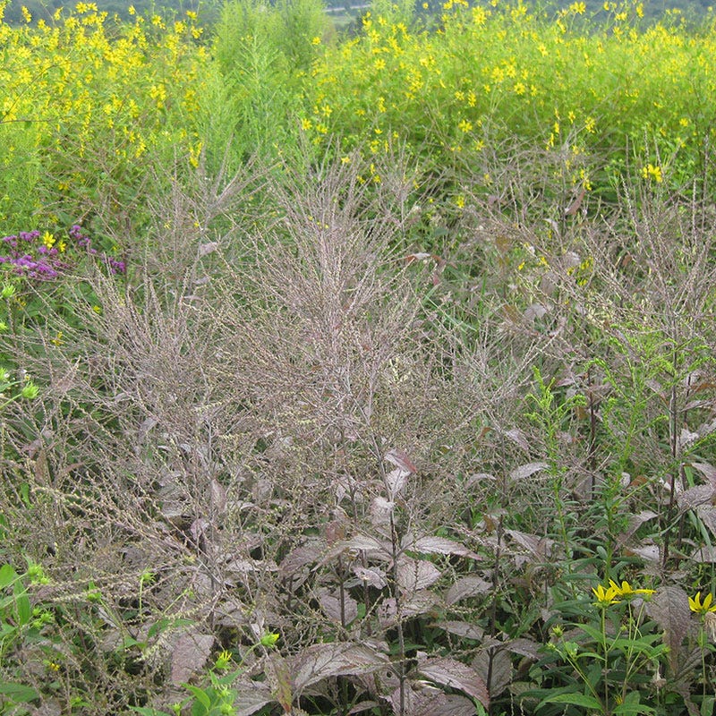 White Vervain Seeds - Image 3