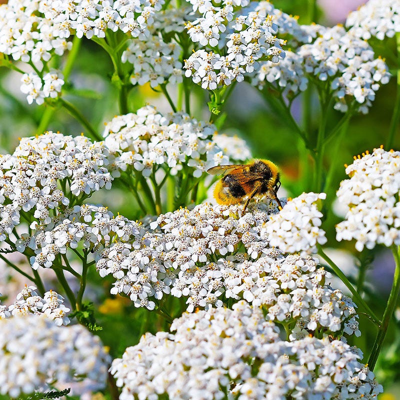 White Yarrow Seeds - Image 2