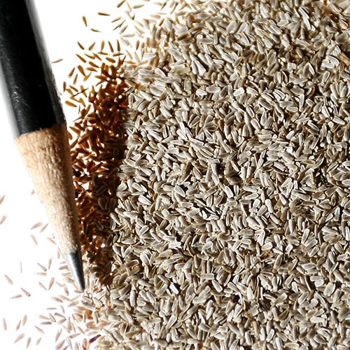 White Yarrow Seeds - Image 4