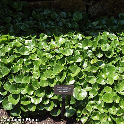 Wild Ginger Seeds - Image 2