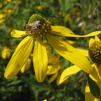 Wild Golden Glow Seeds - Image 4