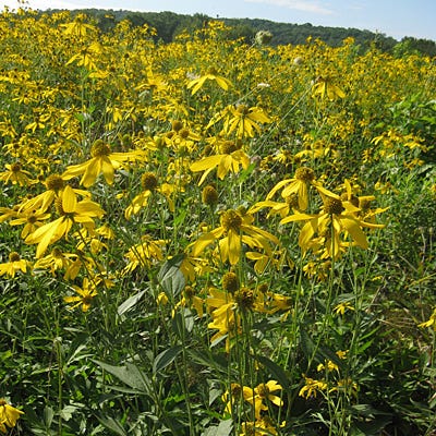 Wild Golden Glow Seeds - Image 6