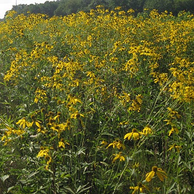 Wild Golden Glow Seeds - Image 9
