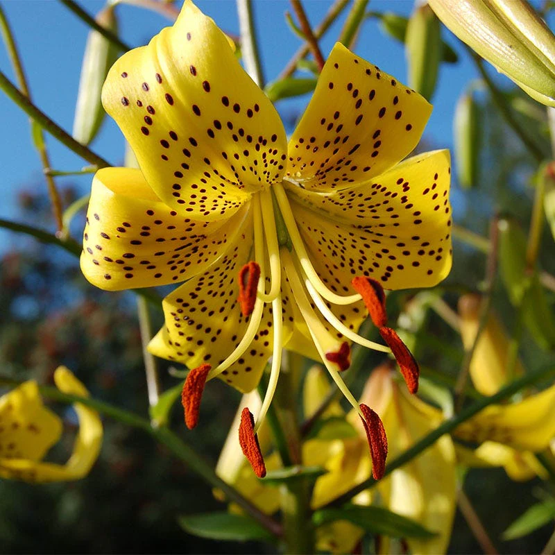 Wild Leichtlin's Lily Bulbs