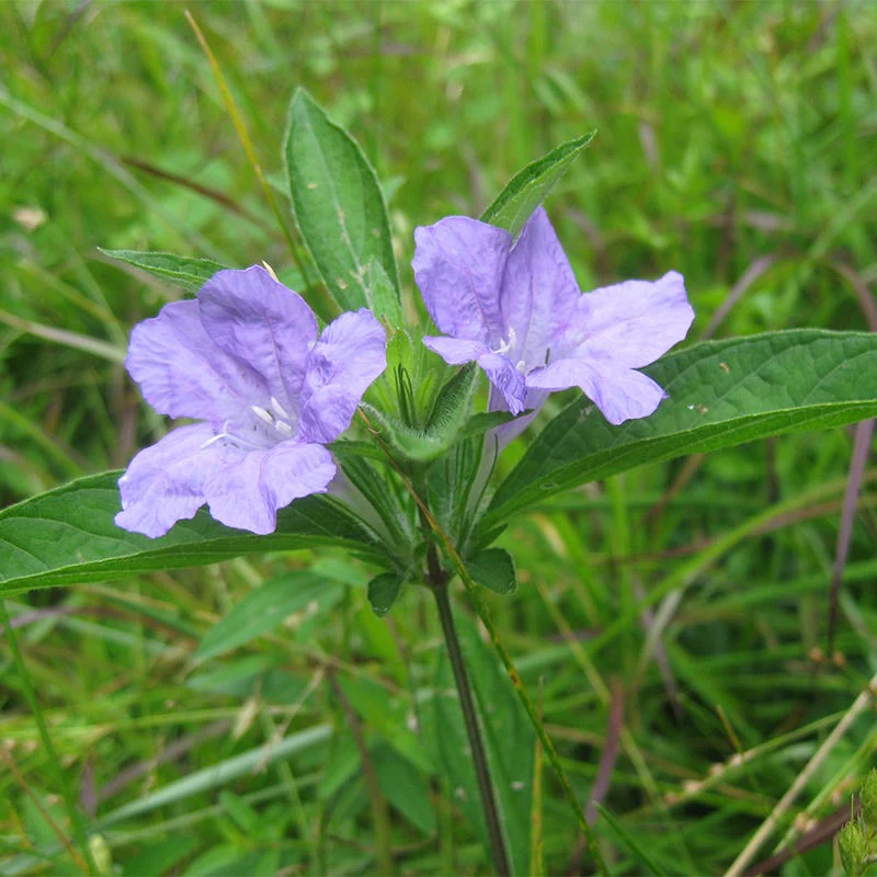 Wild Petunia Seeds - Image 3