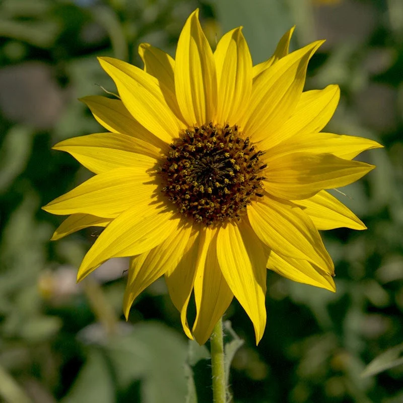 Wild Sunflower Seeds