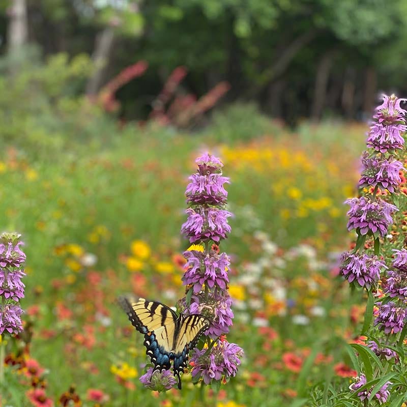 Native Woodland Edge Wildflower Seed Mix - Image 2