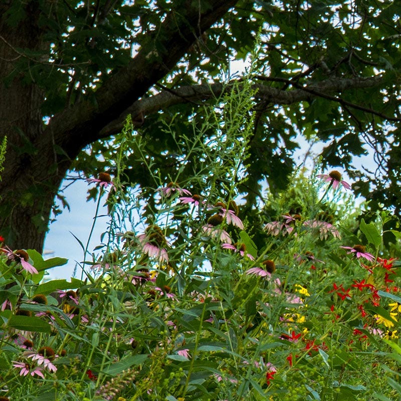Native Woodland Edge Wildflower Seed Mix - Image 3