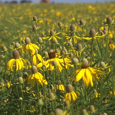 Yellow Prairie Coneflower Seeds - Image 2