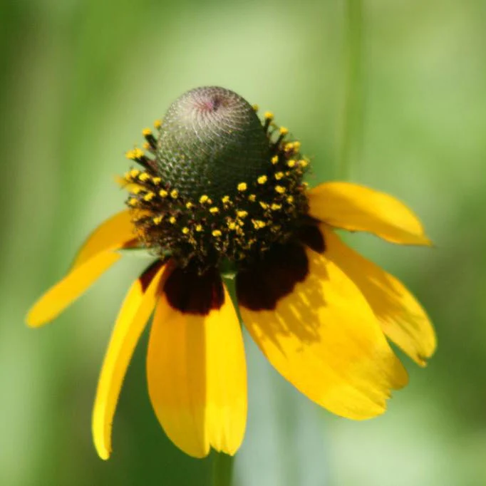 Yellow Prairie Coneflower Seeds - Image 3