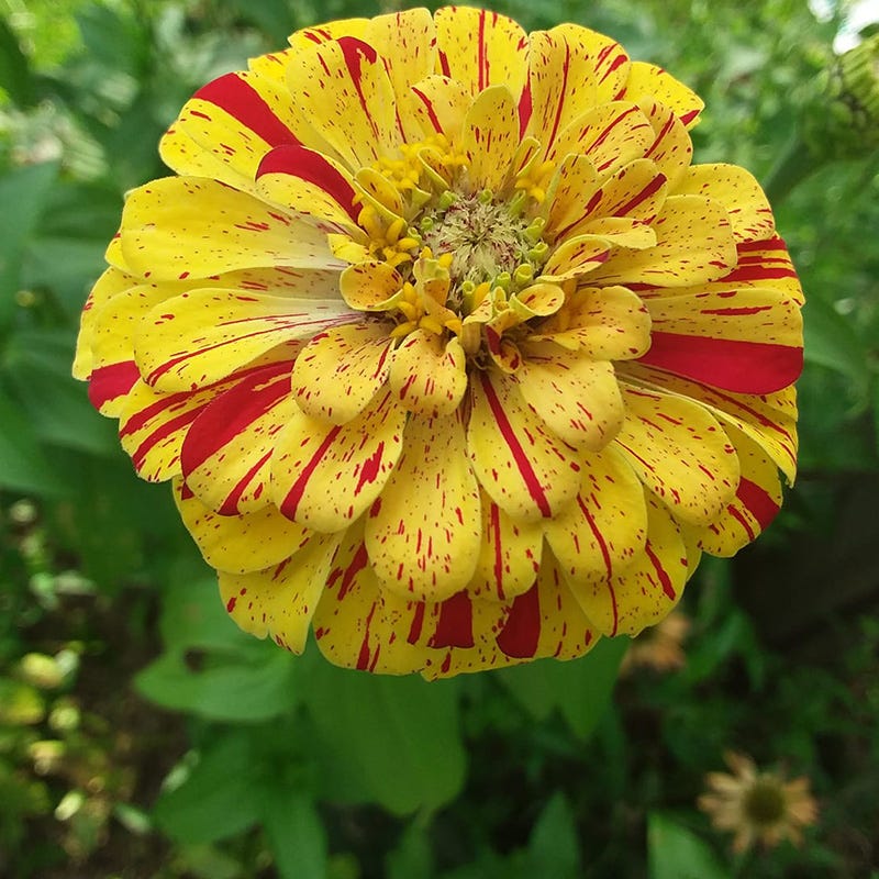 Candyland Zinnia Seed Mix - Image 2