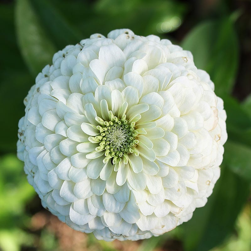 Candyland Zinnia Seed Mix - Image 3