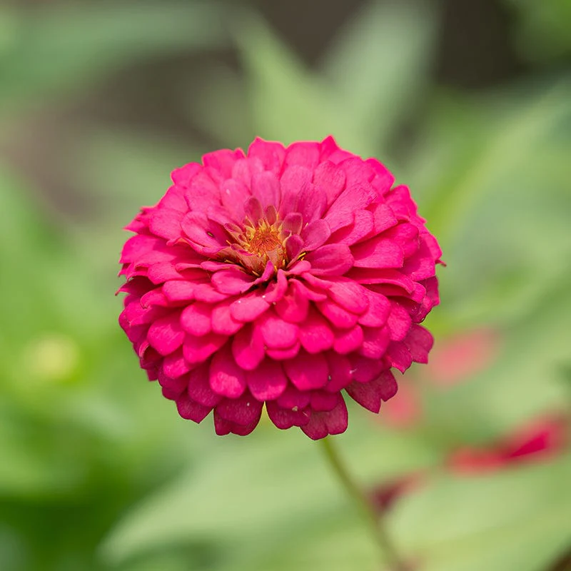 Candyland Zinnia Seed Mix - Image 4