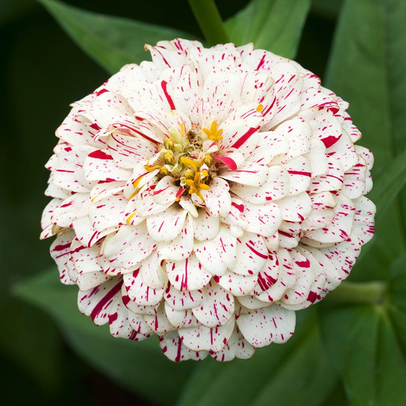 Candyland Zinnia Seed Mix - Image 5