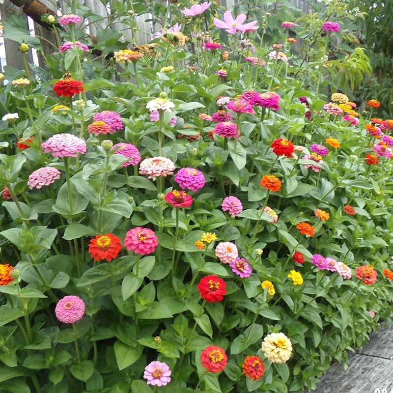 Cut & Come Again Zinnia Seeds - Image 2