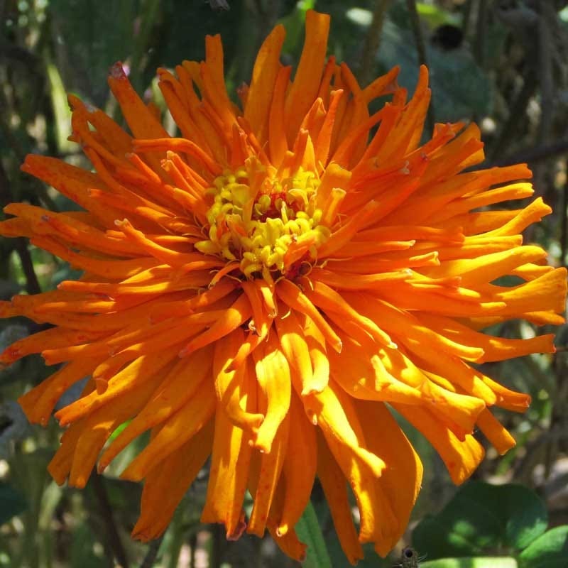 Giant Cactus Zinnia Seed Mix - Image 2