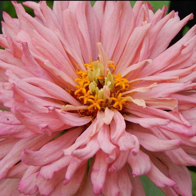 Giant Cactus Zinnia Seed Mix - Image 3
