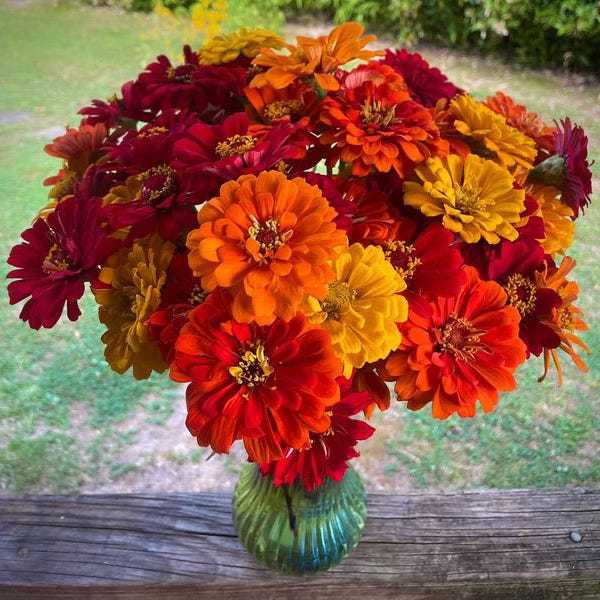Lava Lamp Zinnia Seed Mix - Image 4