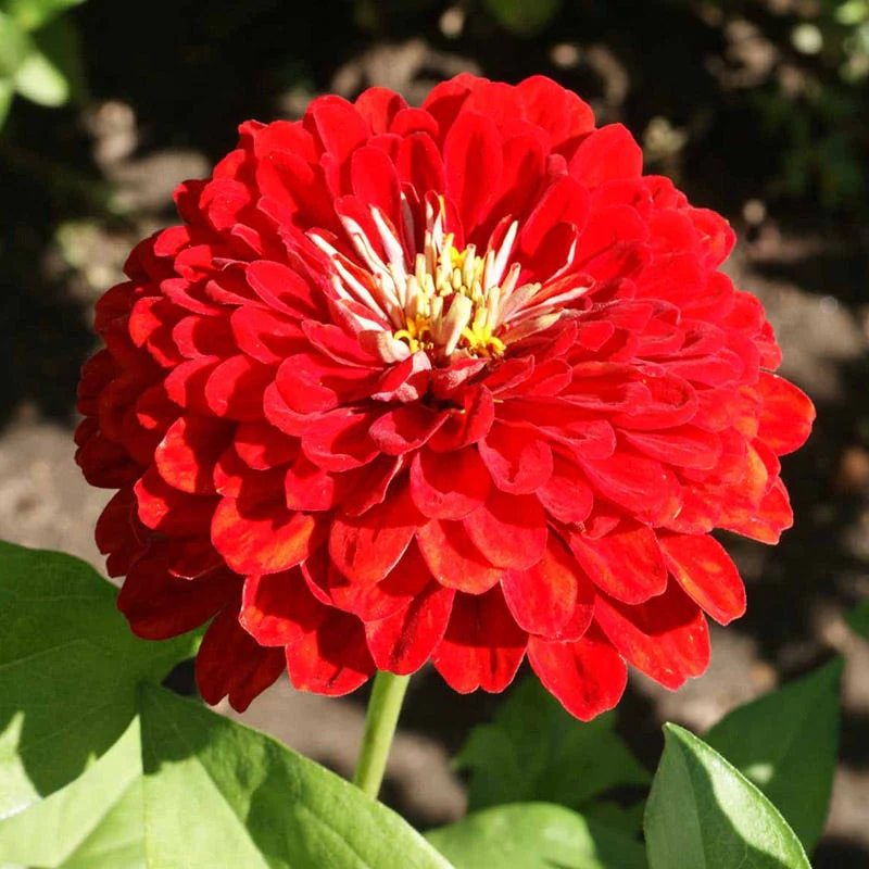 Pink Lemonade Zinnia Seed Mix - Image 2