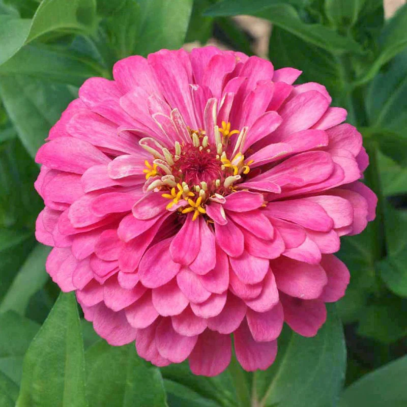 Pink Lemonade Zinnia Seed Mix - Image 4