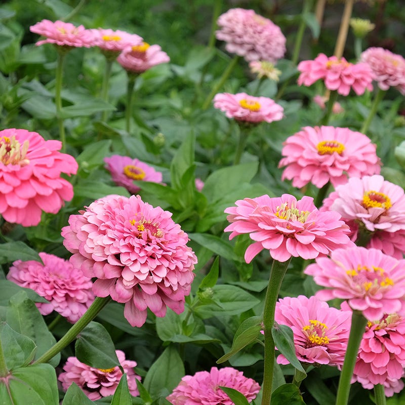 Tickled Pink Zinnia Seed Mix - Image 4