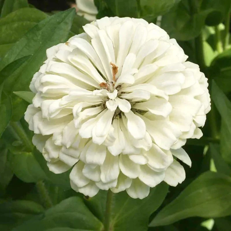 Rustic Vintage Zinnia Seed Packet Set - Image 6